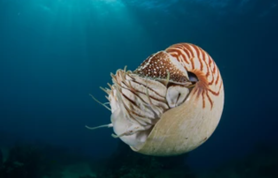 Nautilus