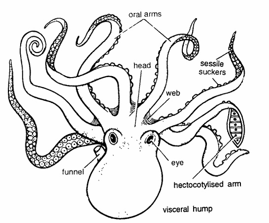 Classification of Octopus