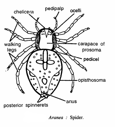 Araneus (orb-weaving spiders)