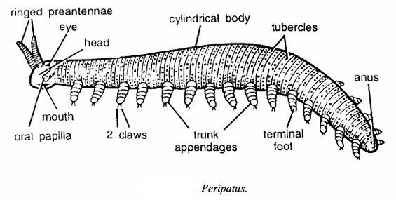 Classification of Peripatus