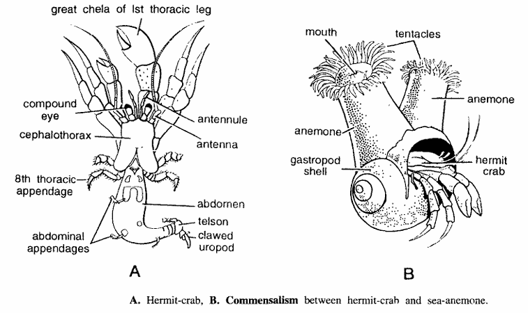 Eupagurus (Hermit crab)