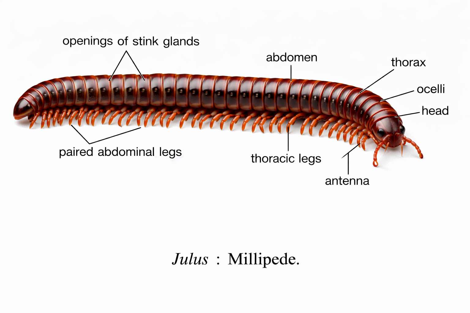 Julus (millipede)