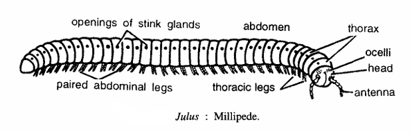 Julus (millipede)