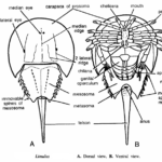 Limulus (Horseshoe crab)