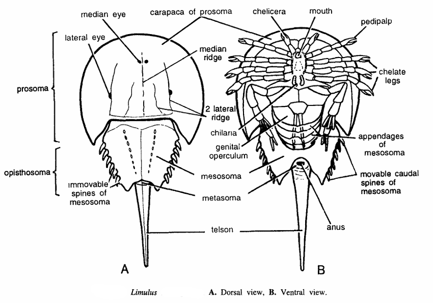 Limulus (Horseshoe crab)
