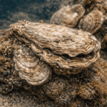 Ostrea verginiana