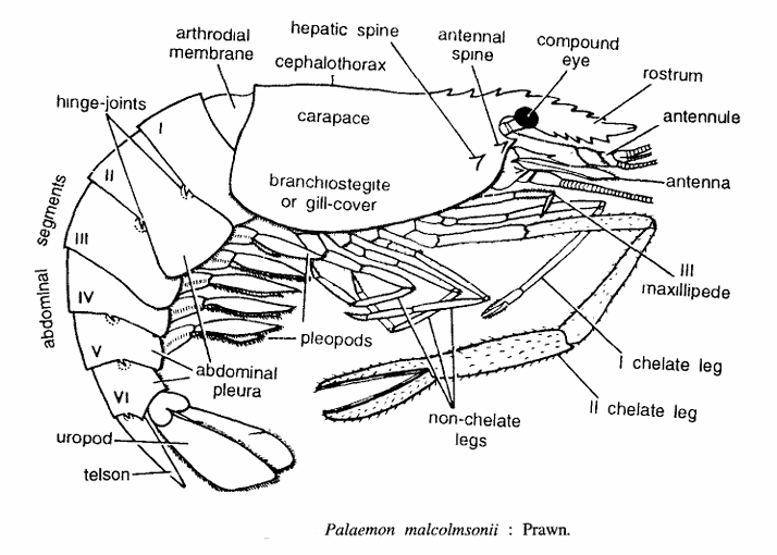 Palaemon malcolmsonii