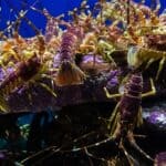 Palinurus (crustacean)