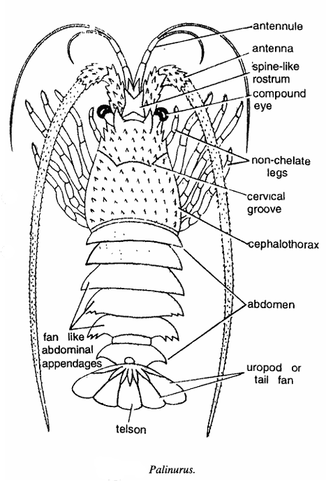 Palinurus (crustacean)