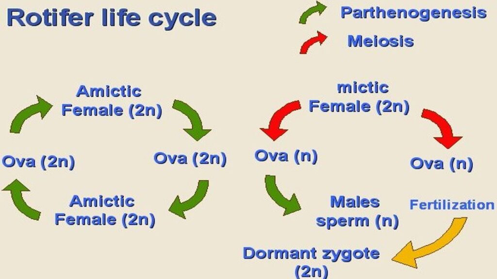 ROTIFERA LIFE CYCLE