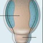 ROTIFERA – STRUCTURE,LIFE HISTORY AND AFFINITIES