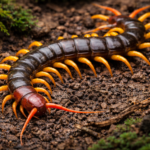 Scolopendra (Centipede)