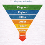 Taxonomic Hierarchy