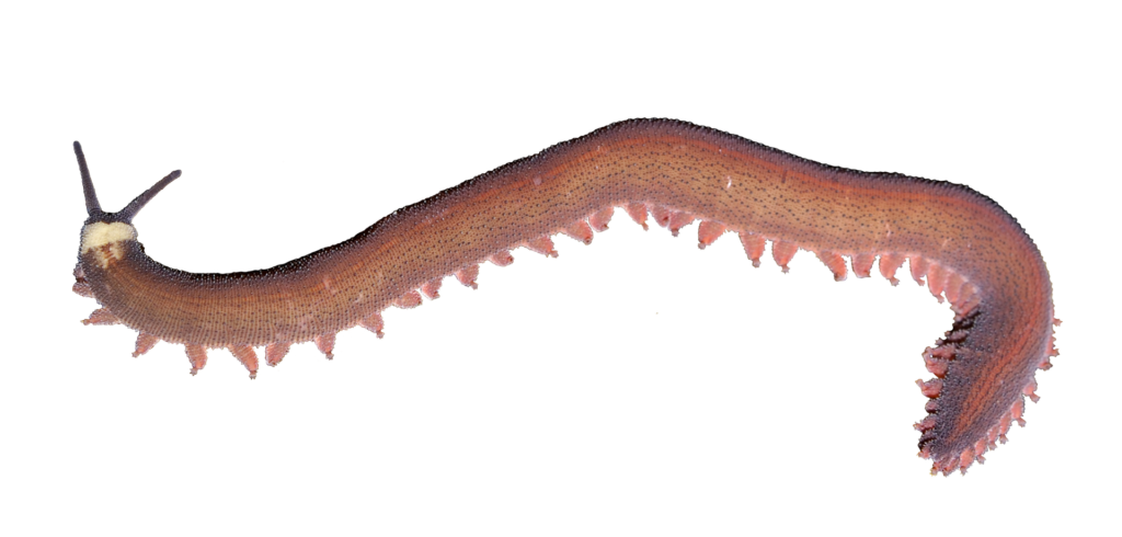 Classification of Peripatus