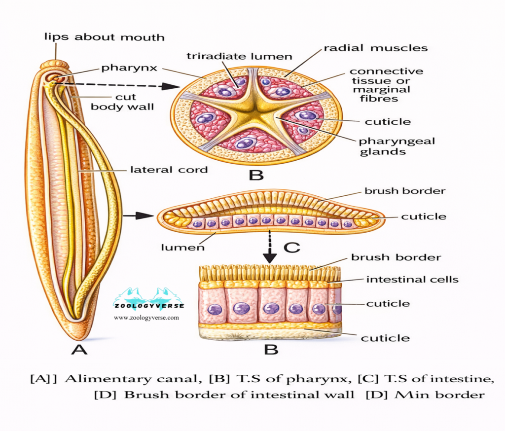 PATTERN OF FEEDING AND DIGESTION IN LOWER INVERTEBRATES