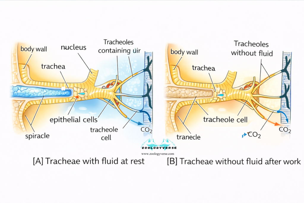 ORGANS AND MECHANISM OF RESPIRATION IN HIGHER INVERTEBRATES