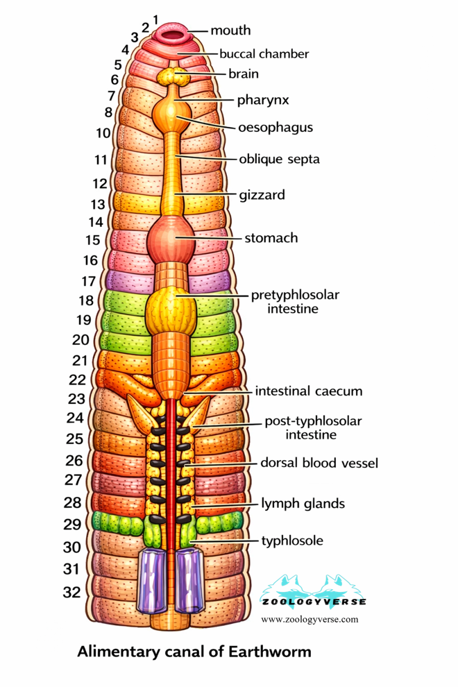 PATTERN OF FEEDING AND DIGESTION IN HIGEHER INVERTEBRATES