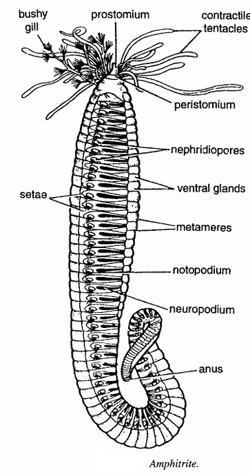 Amphitrite (ornate worm)