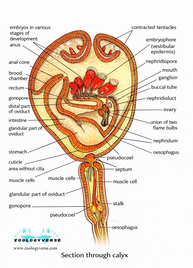 Anatomy of the entoprocta calyx