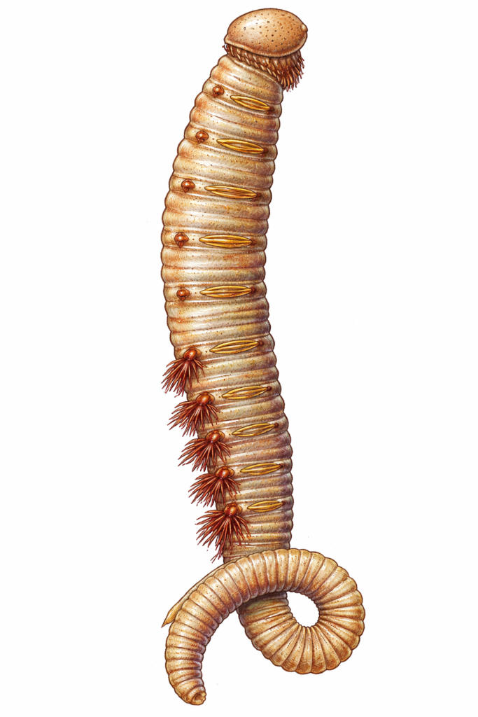 Classification of Arenicola