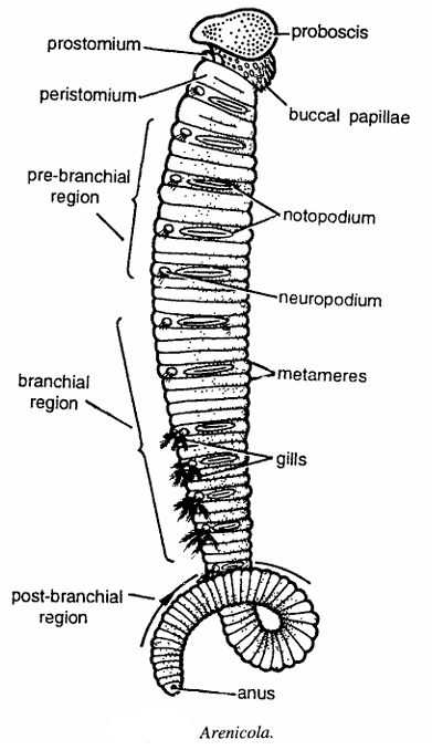 Classification of Arenicola