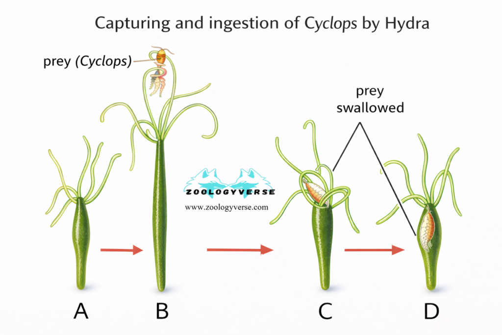 PATTERN OF FEEDING AND DIGESTION IN LOWER INVERTEBRATES