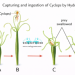 PATTERN OF FEEDING AND DIGESTION IN LOWER INVERTEBRATES