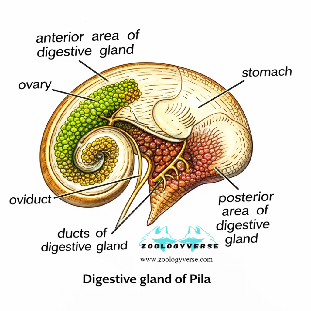 PATTERN OF FEEDING AND DIGESTION IN HIGEHER INVERTEBRATES