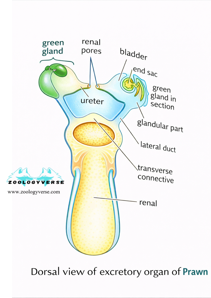 EXCRETION IN HIGHER AQUATIC INVERTEBRATES