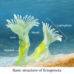 ECTOPROCTA – STRUCTURE, LIFE HISTORY, AFFINITIES