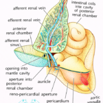 EXCRETION IN HIGHER AQUATIC INVERTEBRATES