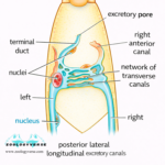 EXCRETION IN LOWER INVERTEBRATES