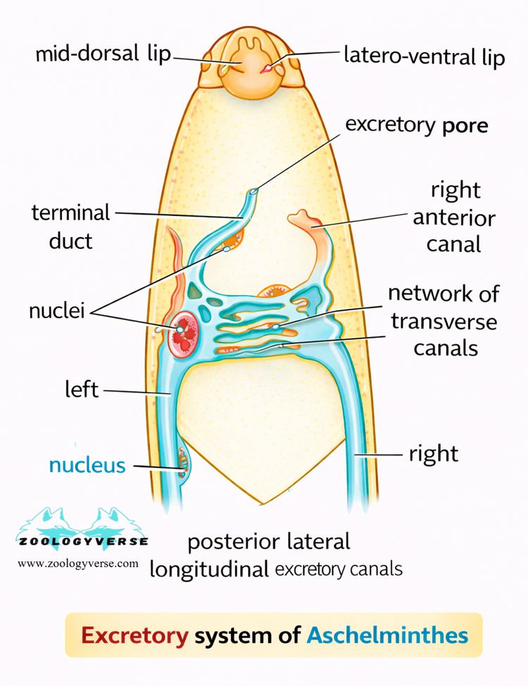 EXCRETION IN LOWER INVERTEBRATES