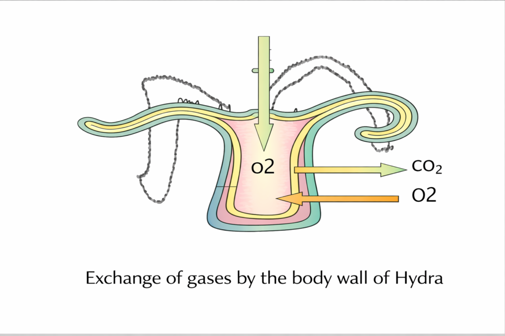 ORGANS AND MECHANISM OF RESPIRATION IN LOWER INVERTEBRATES