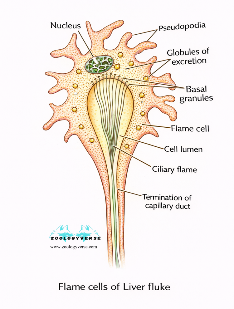 EXCRETION IN LOWER INVERTEBRATES