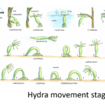 HYDROSTATIC MOVEMENT