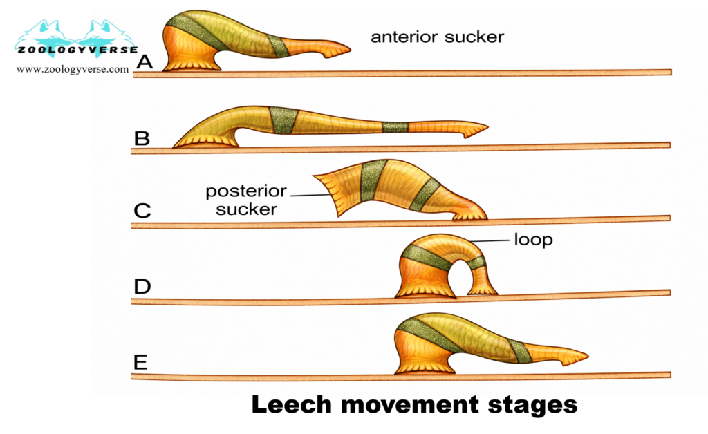HYDROSTATIC MOVEMENT