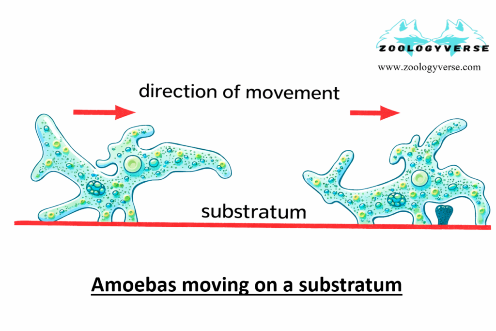 LOCOMOTION IN PROTOZOA 1