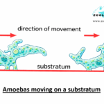 LOCOMOTION IN PROTOZOA