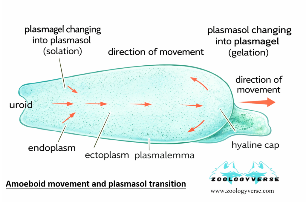 LOCOMOTION IN PROTOZOA 1