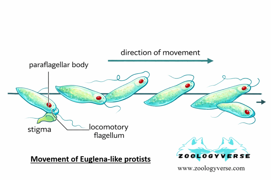 LOCOMOTION IN PROTOZOA 1