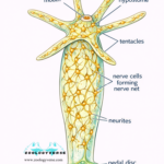 PRIMITIVE NERVOUS SYSTEM OF COELeNTERATES AND ECHINODERMS