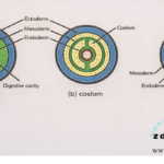 ORGANIZATION OF COELOM