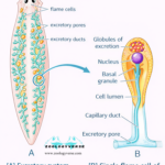 OSMOREGULATION OF FRESHWATER AND MARINE INVERTEBRATES