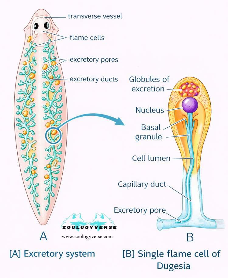 OSMOREGULATION OF FRESHWATER AND MARINE INVERTEBRATES