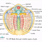 ORGANS AND MECHANISM OF RESPIRATION IN HIGHER INVERTEBRATES