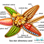 PATTERN OF FEEDING AND DIGESTION IN HIGEHER INVERTEBRATES