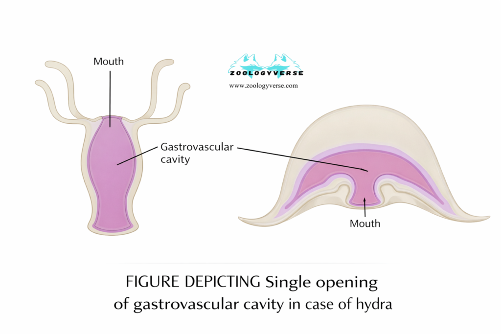 PATTERN OF FEEDING AND DIGESTION IN LOWER INVERTEBRATES
