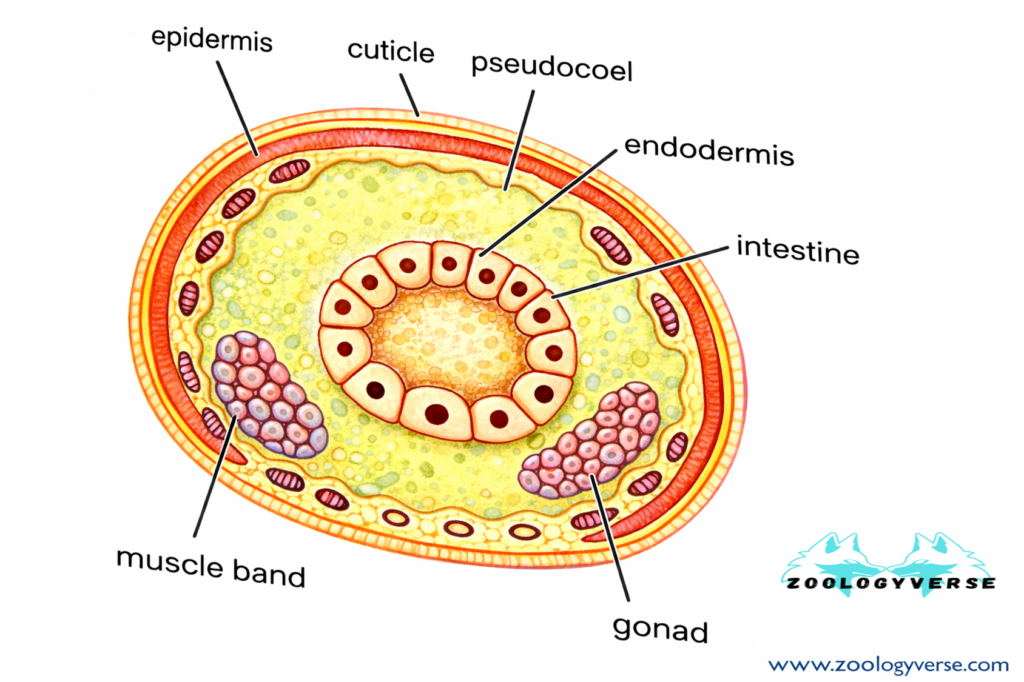 ORGANIZATION OF COELOM
