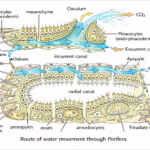 ORGANS AND MECHANISM OF RESPIRATION IN LOWER INVERTEBRATES